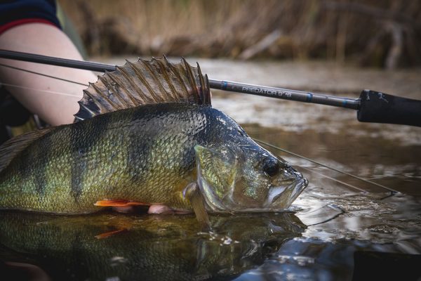 Vision Merisuola Predator Graphene Single-Handed Fly Rod