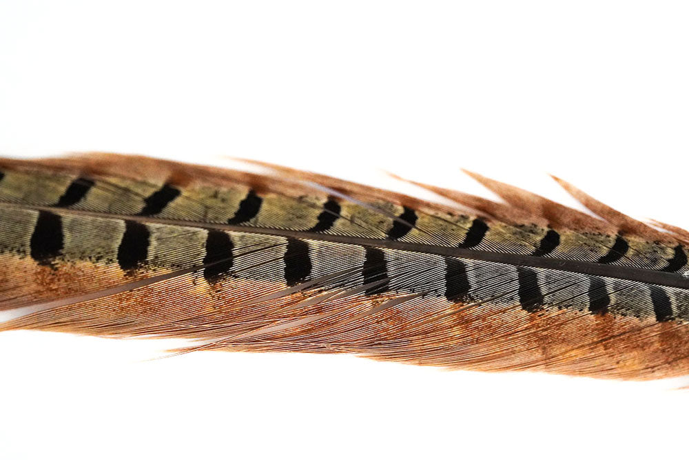 FlyScene Fasan Stoßfeder Pheasant Center Tail