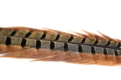 FlyScene Fasan Stoßfeder Pheasant Center Tail